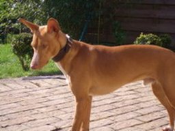 cirneco_delletna_1_20211130_1655152365